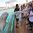 Beluga Whale Sprays Water Onto Visitors