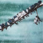 Two Dozen Birds Sitting Tight On A Single Branch