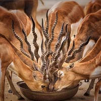 Bouquet of Horns