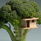 Broccoli House