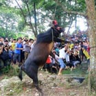 Live Bull Hanging Ritual in China Brings a Bumper Harvest