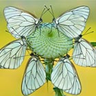 Beautiful Butterflies Forming “Petals” Shape on Flower
