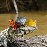 Caimon Wearing Crown of Butterflies