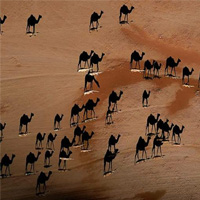 Camel Shadows In The Desert