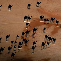 Camel Shadows in the Desert