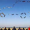 Car-Shaped Formation of Kites