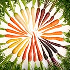 A Rainbow of Carrots