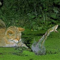 Cat Trying To Catch A Frog