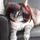 Creative Wigs & Costumes For Cats & Dogs