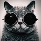 10 Cute Cats Wearing Hipster Glasses