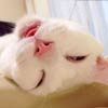 Most Awful Sleeping Face Cat in Japan