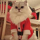 Cat Wearing Baby-Sized Santa Outfit
