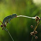 Baby Chameleon Out For Hunting