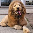 The Labradoodle Who Looks Like A Lion