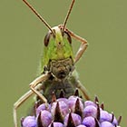 Confused Grasshopper