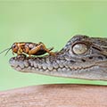 Tiny Cricket Rests On Crocodile's Snout