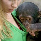 Curious Chimpanzee Peeks Down His Keeper’s T-shirt