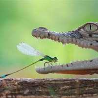 Daring Damselfly Rests In Crocodile's Open Jaw