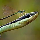 Brave Damselfly Landed On Snake's Head