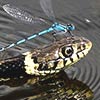 Lazy Damselfly Riding A Snake