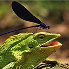 Daring Damselfly Landed on The Head of Chameleon
