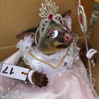 Best-Dressed Dead Possum Competition