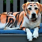 Owner Dyed His Labrador To Look Like a Tiger