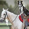 Incredibly Talented Dog Train & Ride Horses