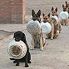 Chinese Police Dogs Form A Perfect Line While Waiting For Their Food