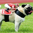 Pug Dog Wears A Rider Figure