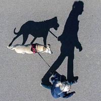 Long Shadows of Dog & Woman