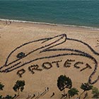 800 Students Form Giant Dolphin Shape