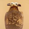 Double Head Vulture