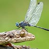 Brave Dragonfly Lands On The Head Of A Gecko