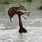 Brave Boy Risks His Life To Save A Drowning Baby Deer