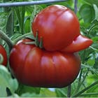 Duck-Shaped Tomato