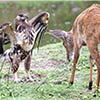 Display of Aggression By Mischievous Fish Eagle