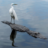 Brave Egret Rides On The Back Of Alligator