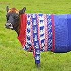 Fashion-Conscious Cow Modelling Her Custom-Fitted Christmas Jumper