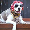 1970's Inspired Dog Fashion