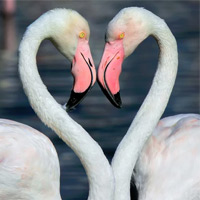 Flamingos Forming A Heart Shape