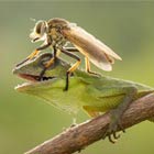 Mischievous Fly Climbing All Over A Peaceful Lizard