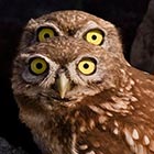 Four-Eyed Owl