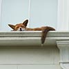 Fox Spotted Sleeping On First Floor Balcony In Notting Hill