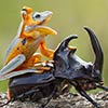 Cowboy Frog Enjoys Riding A Beetle