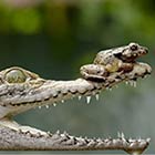 Brave Frog Sitting On The Crocodile's Snout