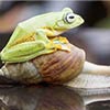 Indonesian Flying Frog Riding A Snail