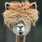 Alpacas with Funny Hair Styles
