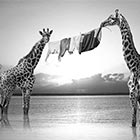 Dreamlike Scenes of African Animals