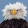 Bald Eagle Having A Bad Hair Day